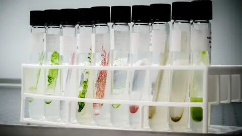 Artificial food colours are out, so what’s next?