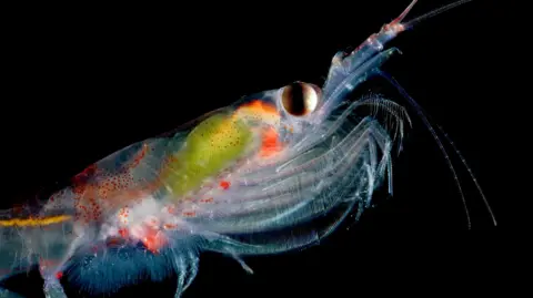 Why scientists are counting tiny marine creatures, from Space
