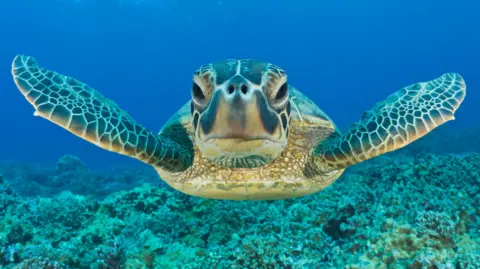 Green turtle bounces back from brink in conservation ‘win’